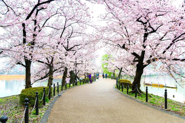 Cherry blossom trees lining a serene path by the water, creating a picturesque springtime scene for leisurely strolls.