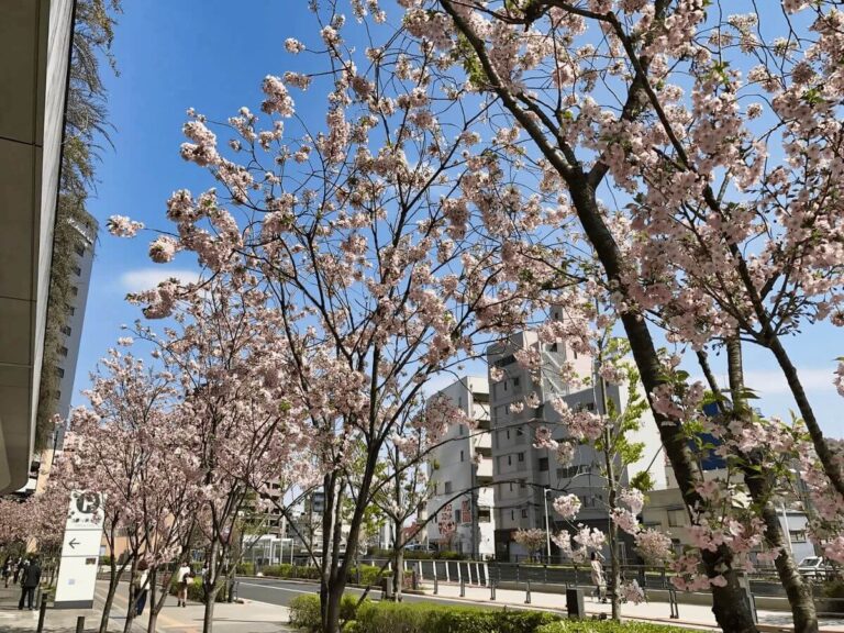 Cherry blossom trees in full bloom lining a city street, adding vibrant color to the urban landscape and signaling springtime.