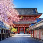 Cherry blossom trees frame a historic Japanese temple entrance, symbolizing springtime beauty and cultural significance.