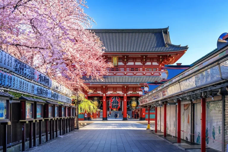 Cherry blossom trees frame a historic Japanese temple entrance, symbolizing springtime beauty and cultural significance.