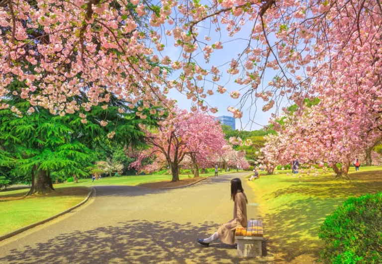 Serene park scene with cherry blossoms in full bloom, where a woman enjoys a peaceful moment on a bench.