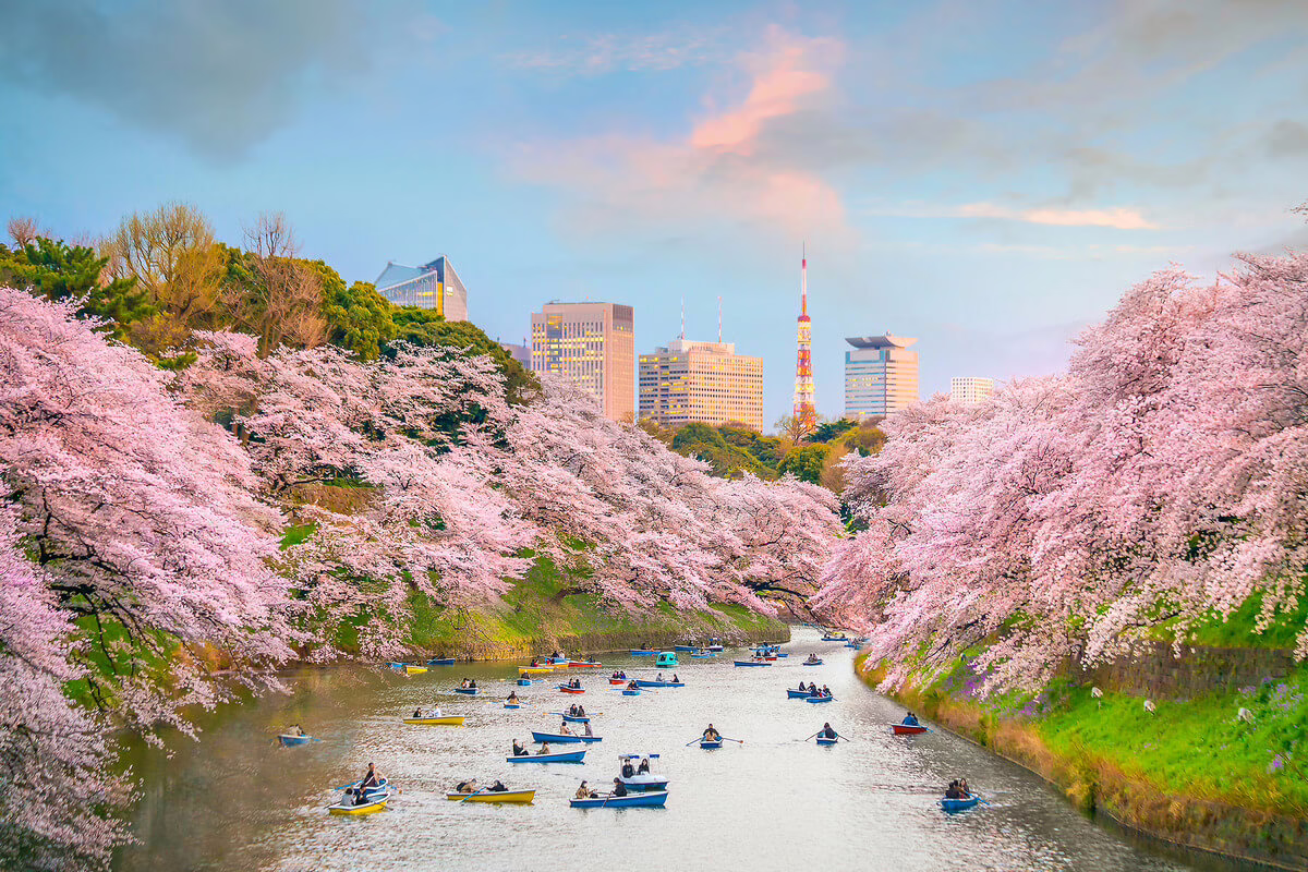 Rowboats glide through a tranquil river surrounded by vibrant cherry blossoms with Tokyo's skyline in the background.