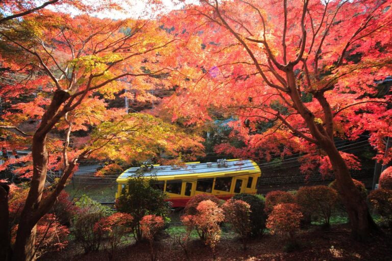 A vibrant yellow train navigating through a scenic autumn landscape filled with red and orange foliage.