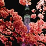 Tokyo Skytree illuminated at night, framed by vibrant cherry blossoms in full bloom, creating a stunning spring scene.