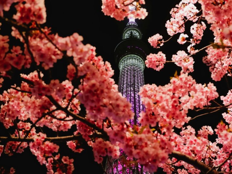 Tokyo Skytree illuminated at night, framed by vibrant cherry blossoms in full bloom, creating a stunning spring scene.
