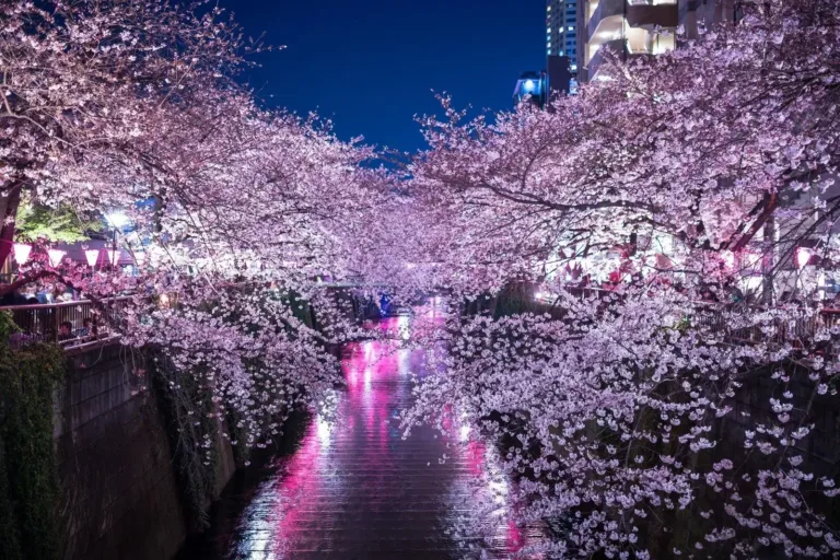 Cherry blossoms along the Meguro River illuminate a serene canal at night, creating a magical atmosphere in a vibrant urban setting.