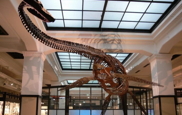 Fossilized skeleton of a plesiosaur displayed in a museum, showcasing ancient marine life from the Mesozoic era.