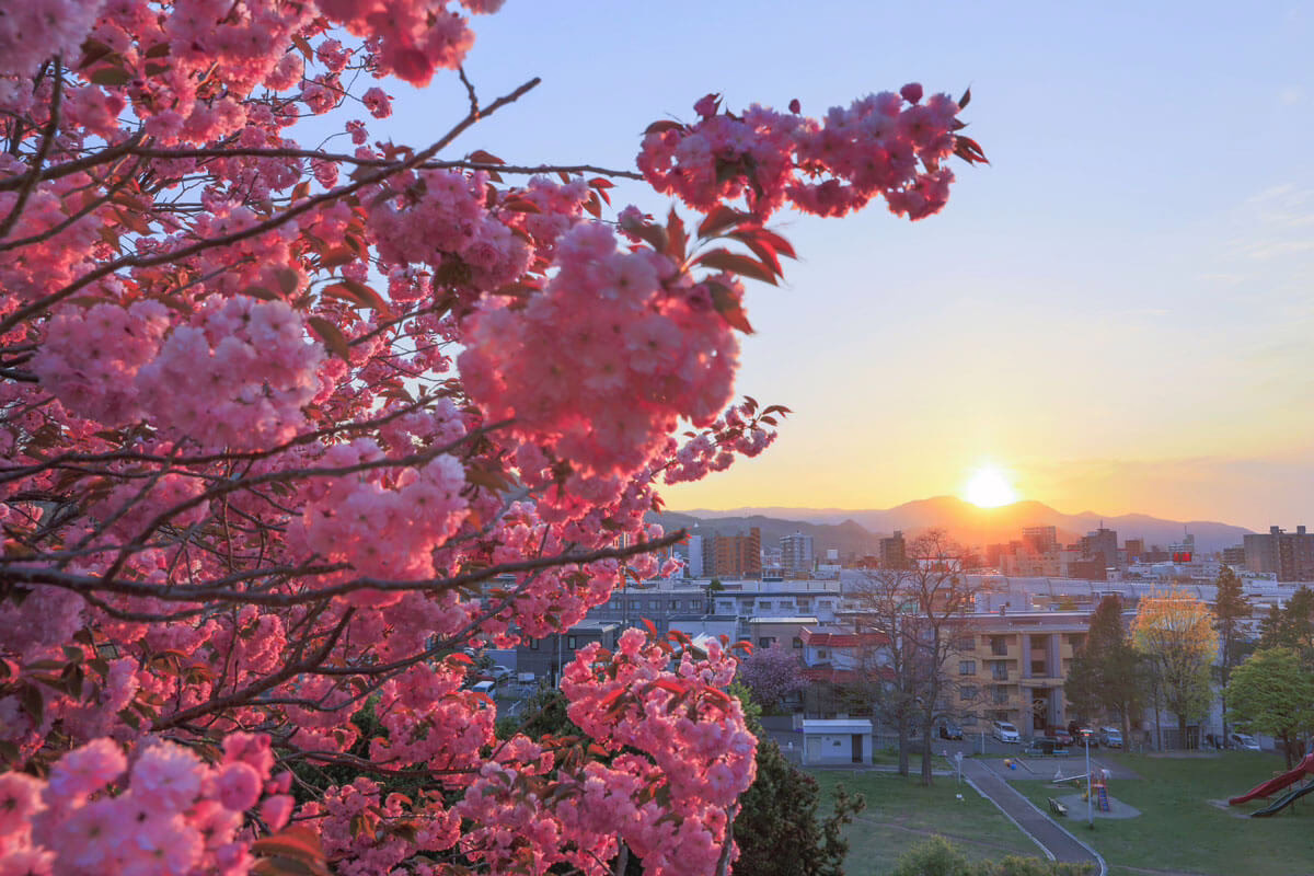 Blossoming cherry trees frame a serene sunset over the city, capturing spring's beauty and tranquility in urban life in Hokkaido, Japan.